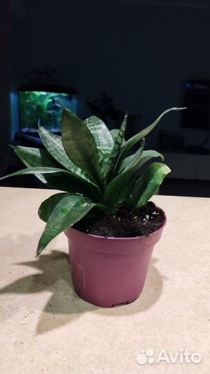 Сансевьерия