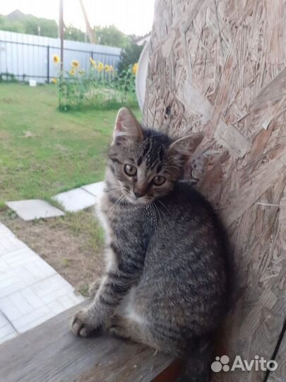 Котенок девочка бесплатно