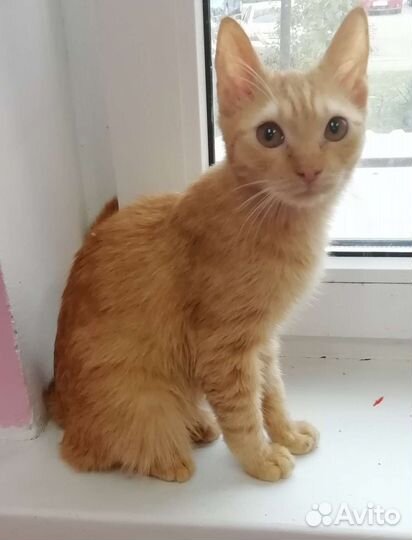 Рыжий котенок в добрые руки
