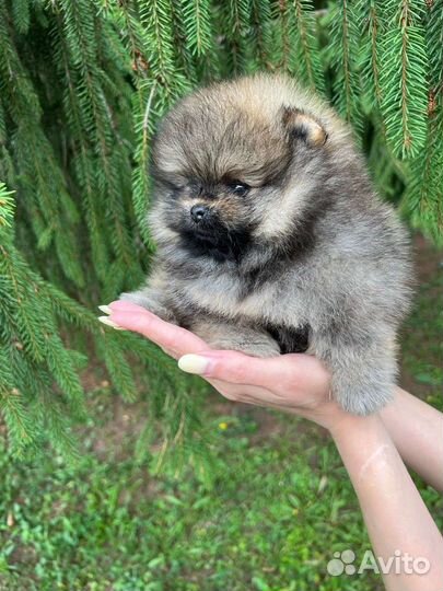 Померанский шпиц мини