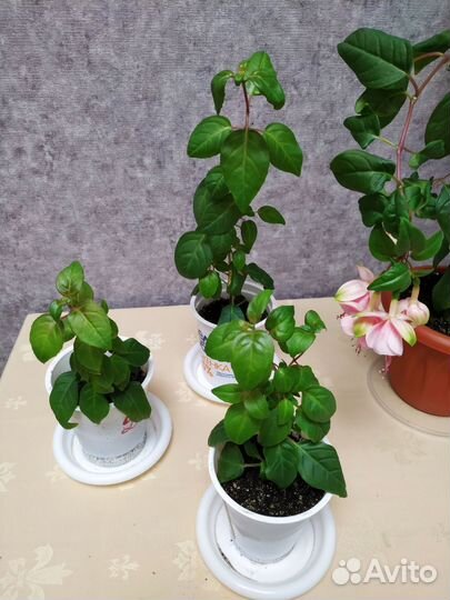 Фуксия розовая махровая и простая