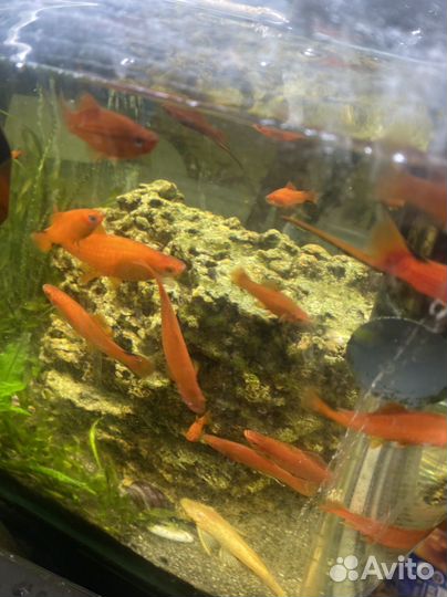 Аквариумные рыбки отдам бесплатно
