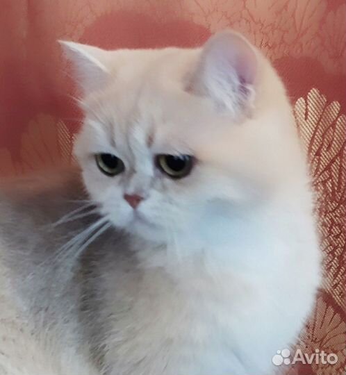 Британская кошечка в добрые руки