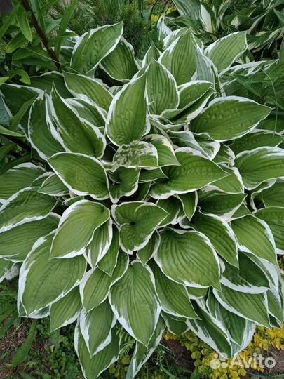 Хоста растение