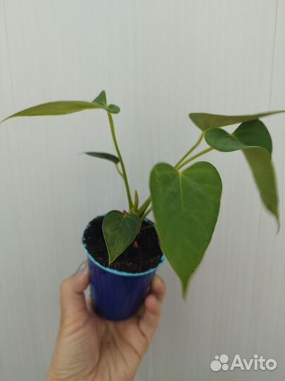 Антуриум красный