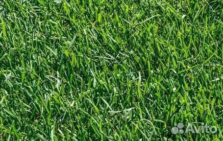 Укладка газона