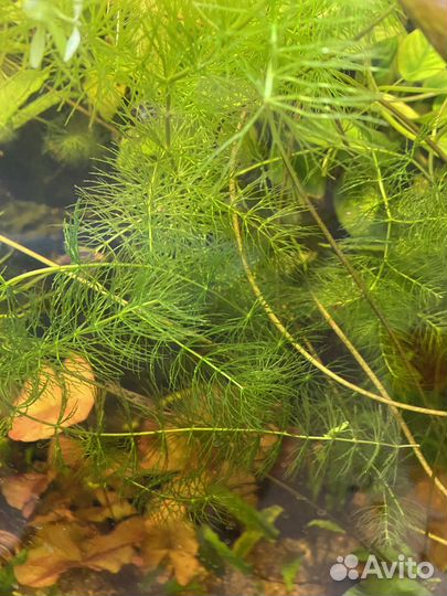 Аквариумные растения