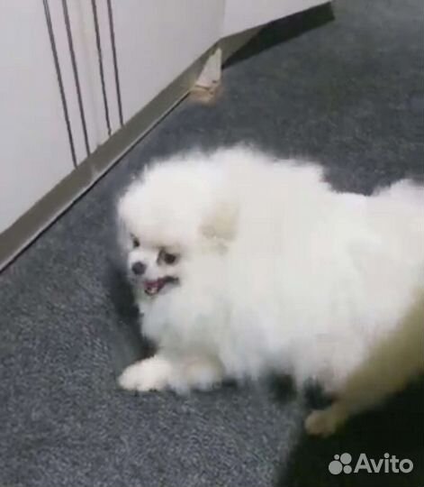 Шпиц белая девочка