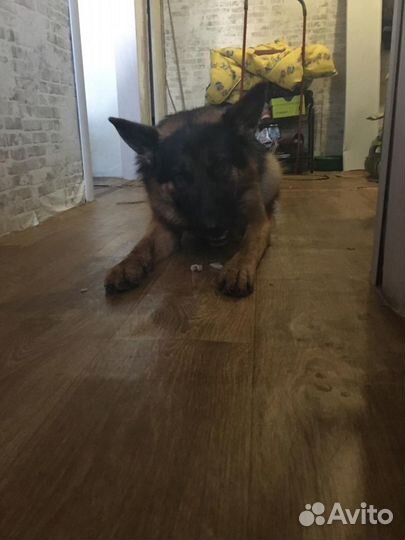 Вязка немецкой овчарки