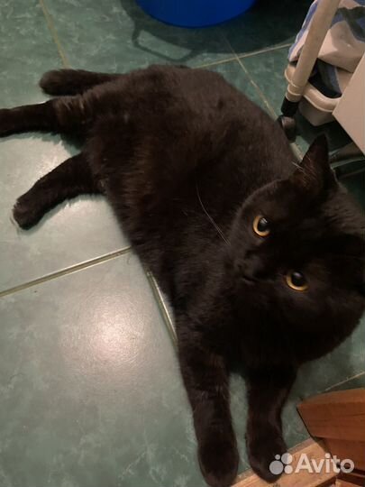 Кошка