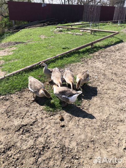 Яйца гусиные