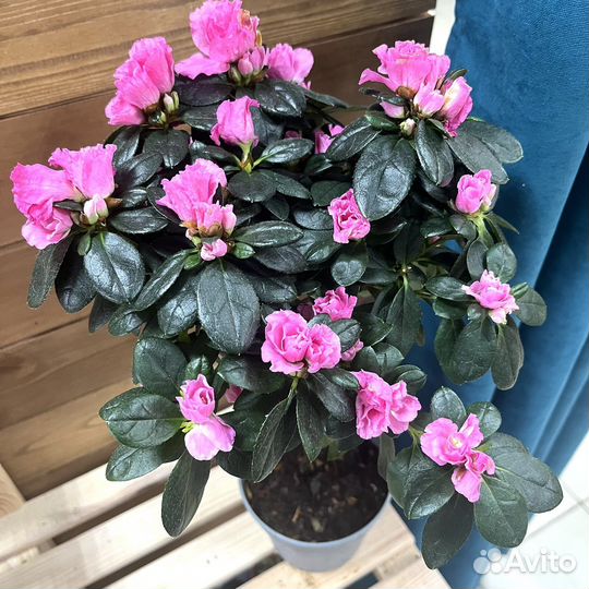 Азалии на штамбе