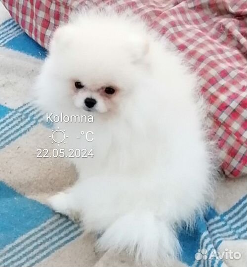 Белые мини мишки померашки