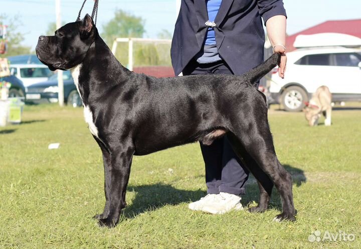 Уход за животными