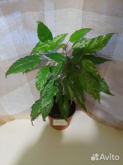 Фикусы Бенджамина гибискус Купера