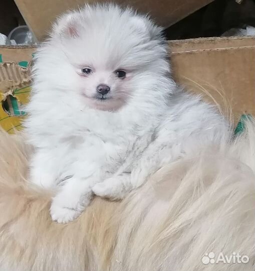 Щенки шпица