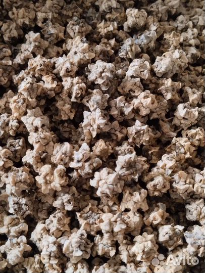 Семена кормовой свеклы