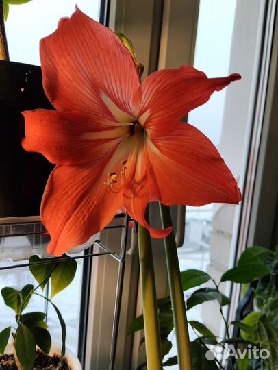 Гиппеаструм