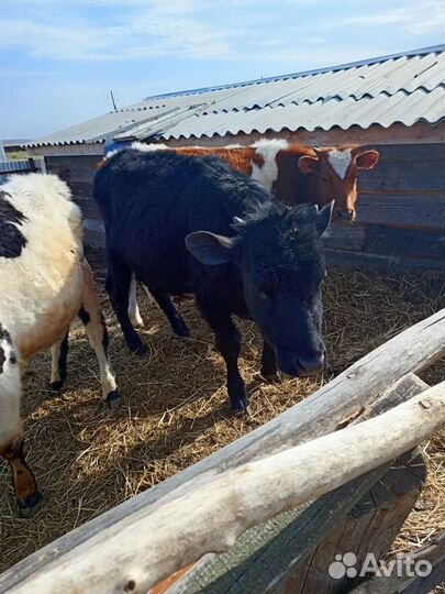 Домашние животные