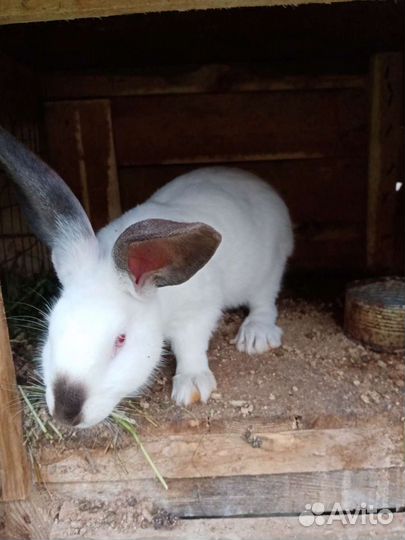 Кролики белый паннон