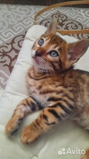 Бенгальский кот