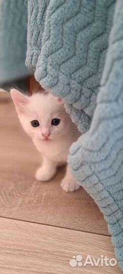 Котята турецкой ангоры