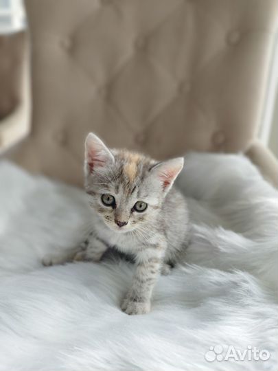 Отдам в добрые руки котят
