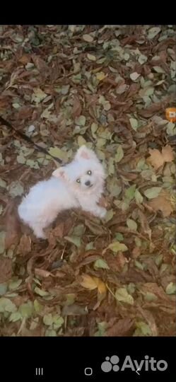 Мальтезе мини в добрые руки