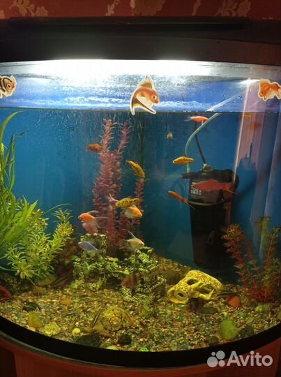 Аквариум с тумбой 120литров угловой