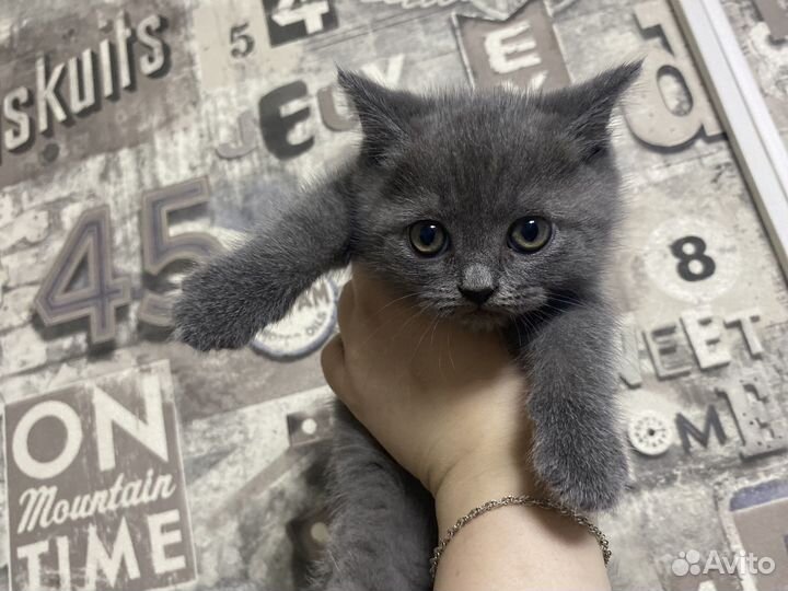 Британские котята