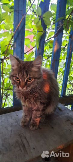 Котята в добрые руки бесплатно коты