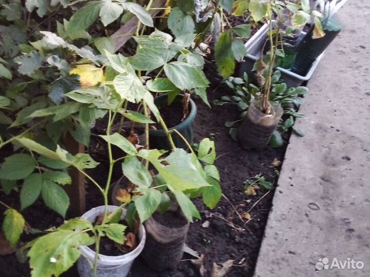 Малина,клубника,ежевика