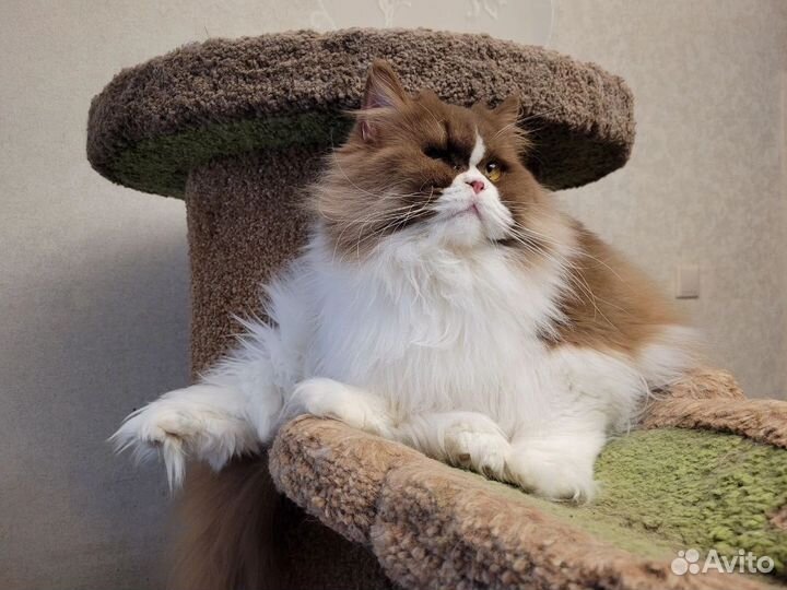 Британская кошка Веста