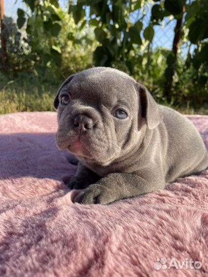 Французский бульдог голубой с изабеллой и какао