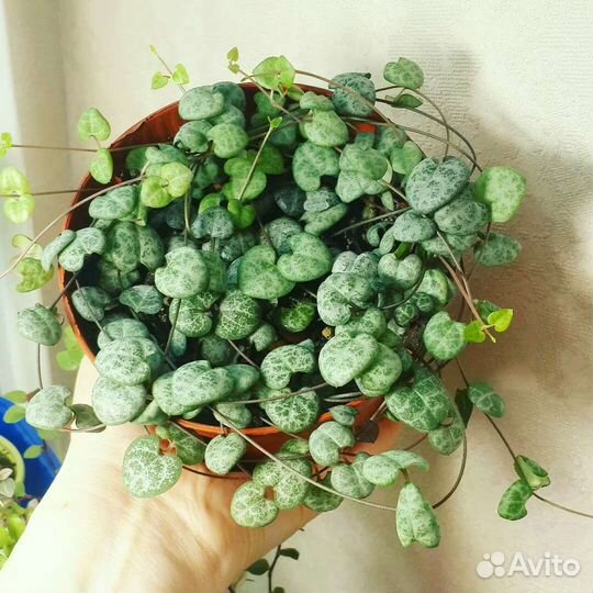 Церопегия вуда. Комнатное растение. Суккуленты