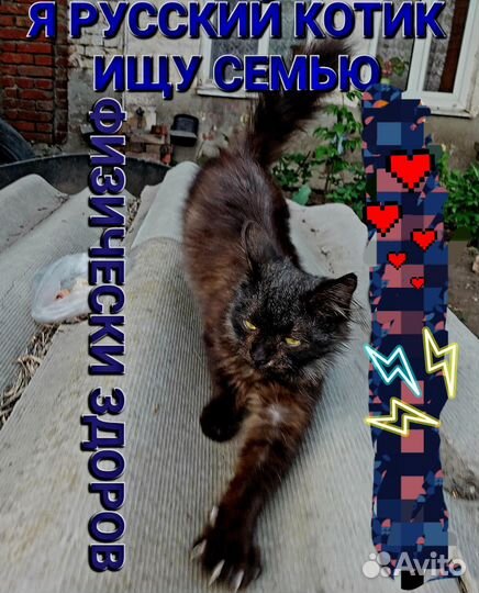Котик в добрые руки