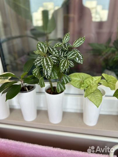 Комнатные растения цветы