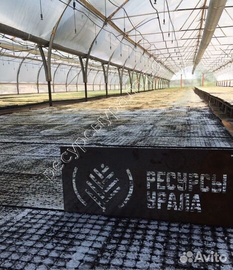 Сеянцы сосна обыкновенная ель сибирская зкс