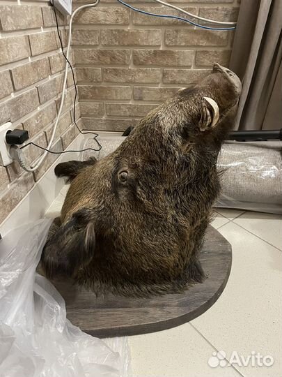 Чучело головы кабана