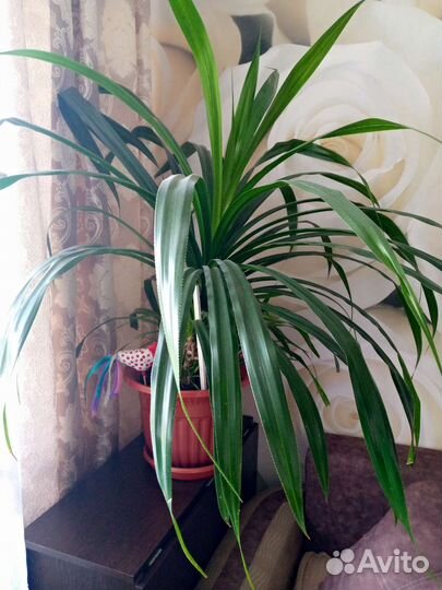 Панданус большой