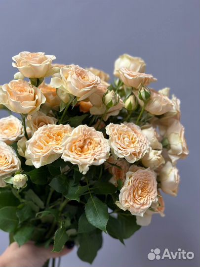 Розы кустовые/йошкар-ола/доставка