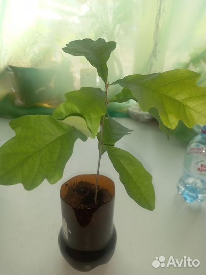 Саженцы Рассада Дуб