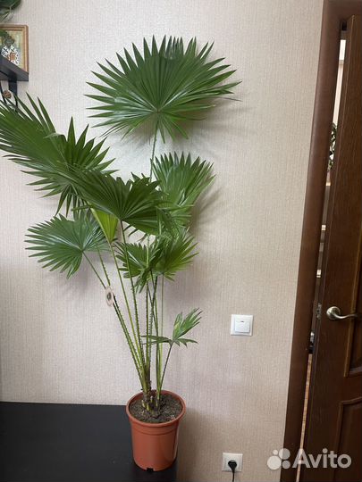 Пальма Ливистония комнатные цветы