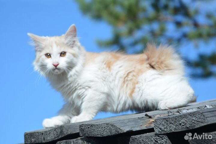 Курильский бобтейл (Котопес)