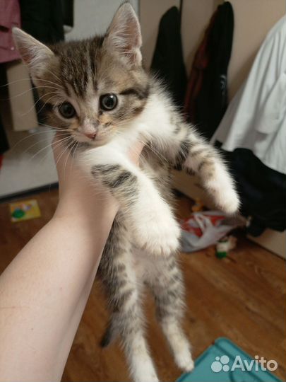 Кошка в дар бесплатно