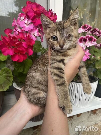 Котенок в добрые руки