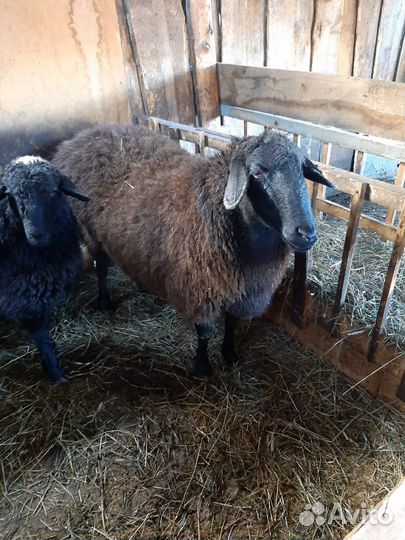 Овцы бараны