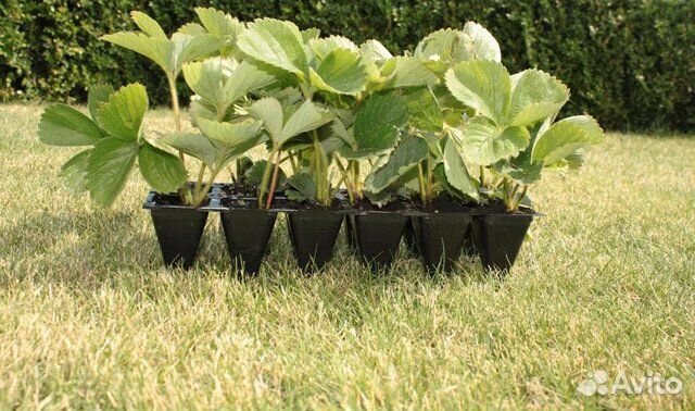 Саженцы клубники