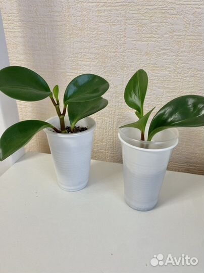 Пеперомия туполистная