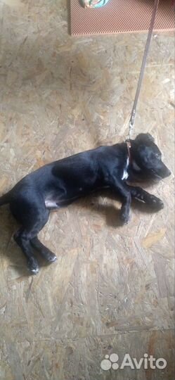 Отдам в добрые руки